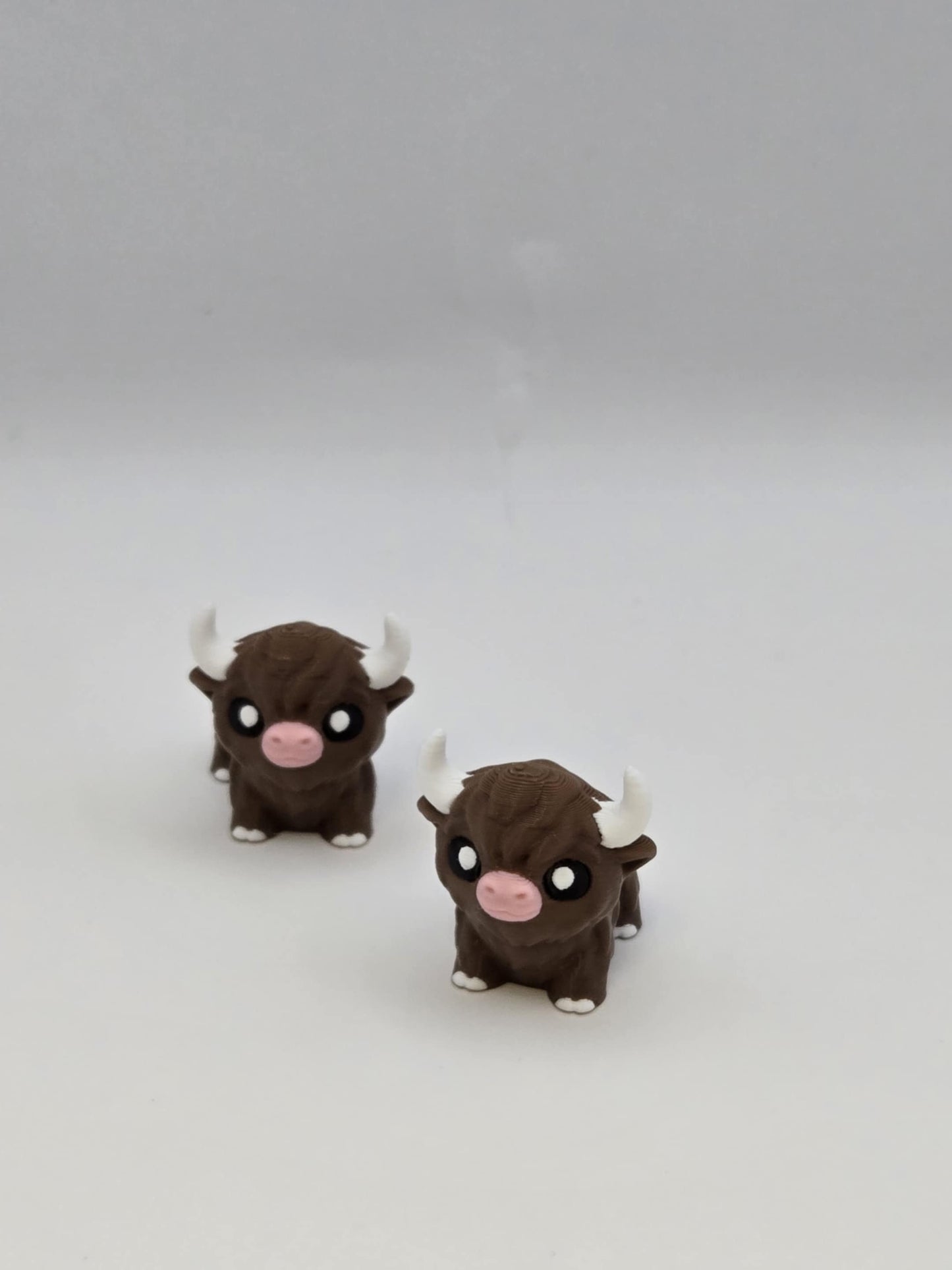 Highland Cow